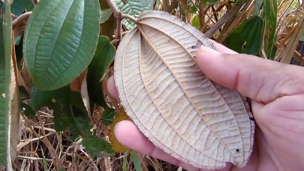 Ch de canela de velho para que serve quais benef cios e